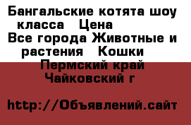 Бангальские котята шоу класса › Цена ­ 25 000 - Все города Животные и растения » Кошки   . Пермский край,Чайковский г.